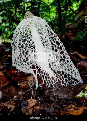 Veiled Lady fungi (Phallus indusiatus) common eatable mushroom in tropical rainforests Stock Photo