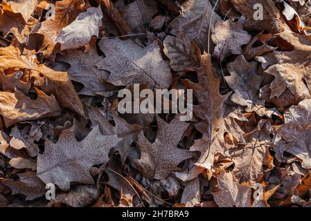 Close-up of dried brown oak leaves on the ground covered covered with first morning frost Stock Photo