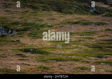 Roe deer on the green plateau. Wild timid cute animals run away into the distance. Beautiful wildlife. An amazing moment high in the mountains. Brown Stock Photo