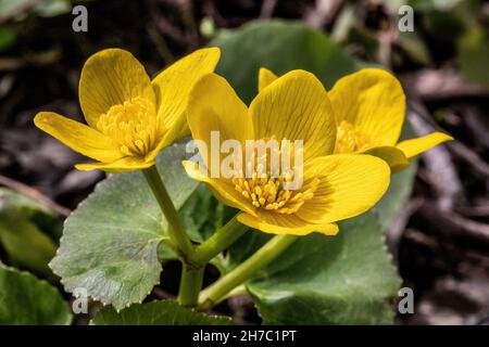 Closeup of marsh marigolds along a creek on the Indianhead Trail in Lions Park, St. Croix Falls, Wisconsin USA. Stock Photo