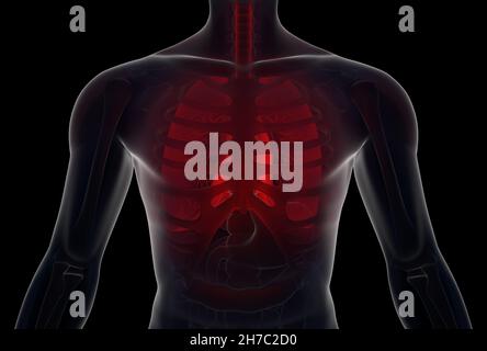 Infected human lungs. 3D illustration Stock Photo