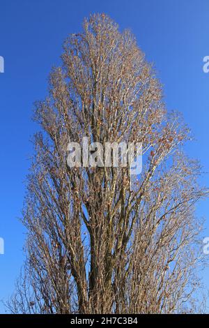 Huge and dried tree with no leaves with blue sky and white clouds ...