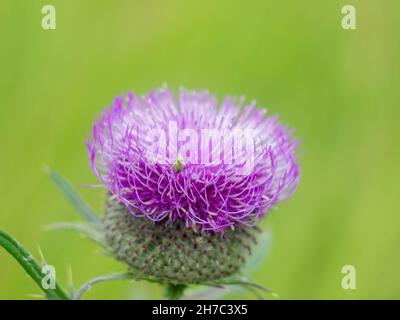 thorn flowers in the garden in Russia, in summer Stock Photo
