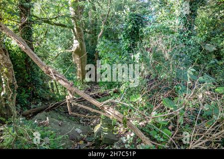 Fallen tree is blocking path in Raphoe, County Donegal - Ireland. Stock Photo