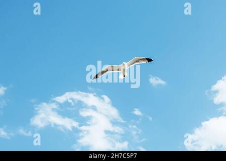 Lone big seagull flying in the sky with clouds Stock Photo