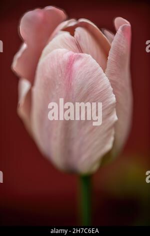 Single pink tulip with a lovely bokeh growing in a springtime garden. Stock Photo