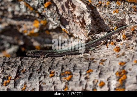 Reptiles in their natural environment. Stock Photo