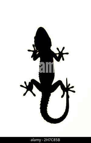Reptiles in their natural environment. Stock Photo