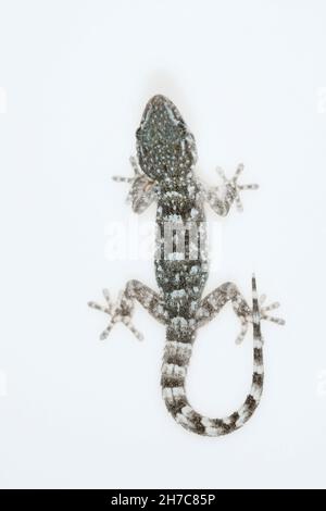 Reptiles in their natural environment. Stock Photo