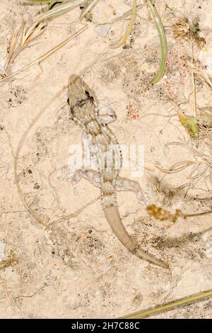 Reptiles in their natural environment. Stock Photo