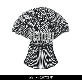 Sheaf of wheat sketch in vintage engraving style. Hand drawn vector illustration Stock Vector