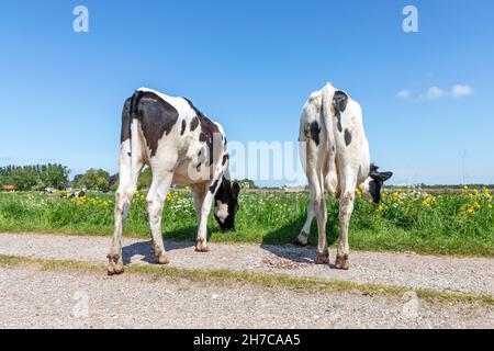 Two cows graze on a path in the meadow, heifer seen from behind, stroll towards the horizon, with a blue sky, black and white Stock Photo