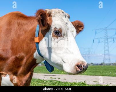 Cow head profil, a red cow with droopy eyes calm friendly expression and electricity poles as background and a blue sky Stock Photo