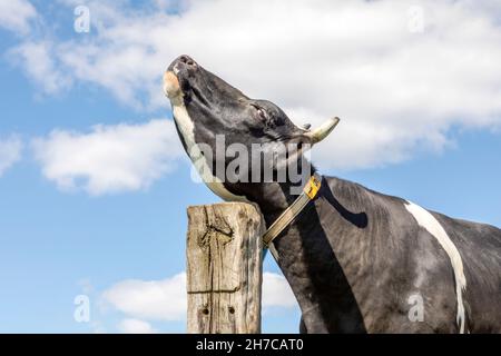 Relaxed cow scratch itch against pole, flexibele tickles under chin, stretch her neck, blue sky Stock Photo