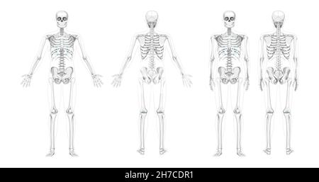 Set of Skeleton Humans realistic diagram front back view different hands position. Flat grey scale colour Vector illustration anatomy isolated on white background concept medical infographic banner Stock Vector