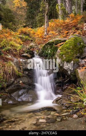 Long exposure image of a small stream cascading between colourful autumn ferns, trees and rocks in the Tartagine forest in the Balagne region of Corsi Stock Photo