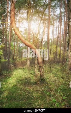 Picture of a forest in autumn. Stock Photo