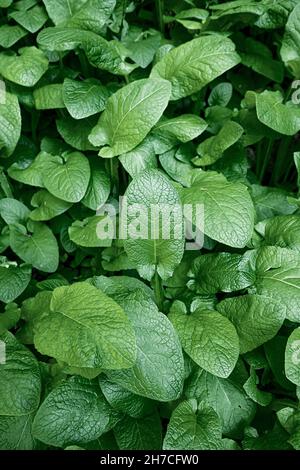 Leaves of burdock or other perennial succulent grass in the lower tier of the forest. The concept of ecology and color Stock Photo