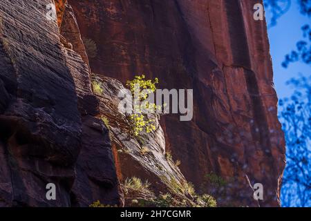 A single tree with fall colors grows out of the rock along the Riverside Walk trail in Zion National Park, Springdale, Washington County, Utah, USA. Stock Photo