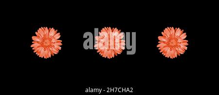 Three gentle gerbera flowers toning in Calming Coral color isolated on black background. Festive creative minimal banner for Women's day, Valentine's Stock Photo