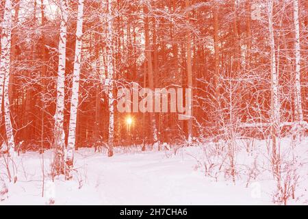 The evening sun is shining through trees in winter forest. Sundown in nature. In the foreground are covered with hoarfrost birches. Image toned in Cal Stock Photo