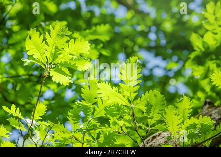 Oak leaves from the genus beech. The tree is famous for its strong and dense wood. Early spring nature and ecology concept Stock Photo