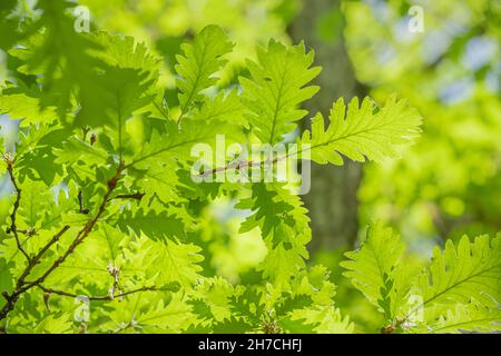 Oak leaves from the genus beech. The tree is famous for its strong and dense wood. Early spring nature and ecology concept Stock Photo