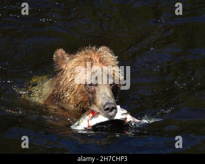 Close-up shot of a brown wet bear in the water eating a fish. Stock Photo