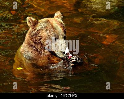 Close-up shot of a brown wet bear in the water holding a fish. Stock Photo