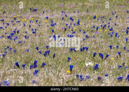 Trumpet gentian, Stemless gentian (Gentiana acaulis), in a meadow of the alpine upland, Germany, Bavaria Stock Photo