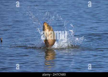Common Carp jumps out of water / Cyprinus carpio Stock Photo - Alamy