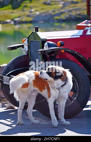 Saint Bernard Dog (Canis lupus f. familiaris), standing in front of an oldtimer, Italy, Aosta Valley Stock Photo