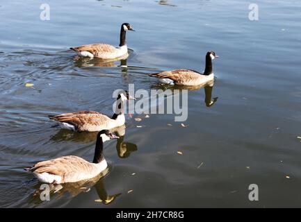 Four Canada geese swimming on the river Main in germany Stock Photo