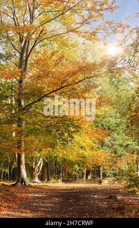Beautiful autumn woodland forest in dappled sunlight. Golden red and orange beech tree leaves with a path covered in fallen leaves. Early morning dawn Stock Photo