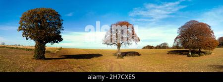 Low-level,  panoramic, aerial view of a  some trees, in a field on Coldblow Farm, Ripple, Kent Stock Photo