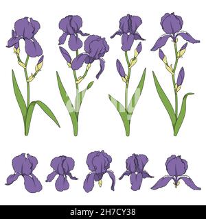 Set of color illustrations with purple iris flowers. Isolated vector objects on white background. Stock Vector