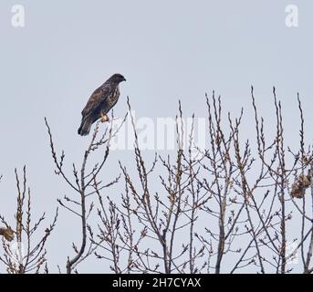 Common buzzard (Buteo buteo) perched on high trees Stock Photo