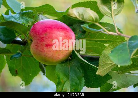 Ripe apples on branches. Red apples with green leaves hanging on tree in autumn garden and ready for harvest.  Stock Photo