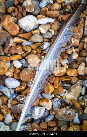 Solitary Seagull feather alone on a pebbled beach Stock Photo
