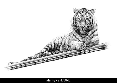 Hand drawn tiger, sketch graphics monochrome illustration on white background (originals, no tracing) Stock Photo