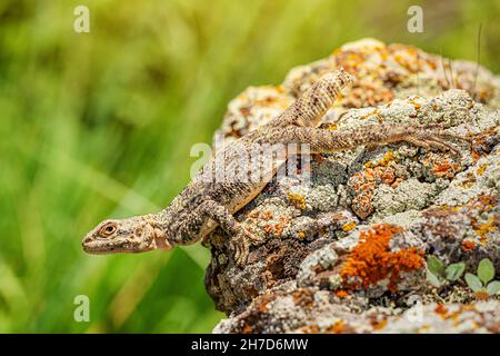 Caucasian agama basks in the sun on a lichen-covered rock. The lizard has no tail after meeting with a predator. Stock Photo
