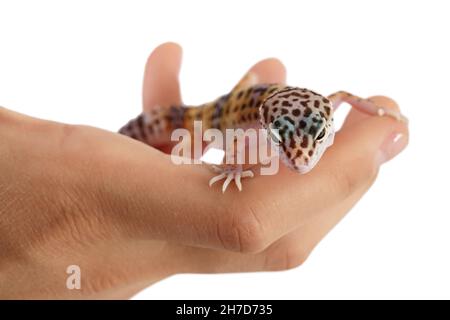 Leopard gecko or Eublepharis macularius on the hand isolated on white background with clipping path and full depth of field Stock Photo