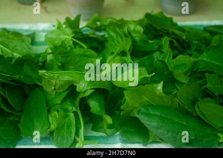 Edible leafs of Spinach (Spinacia oleracea) are being air dried on a cloth outdoors after picking and washing to prepare for storage Stock Photo