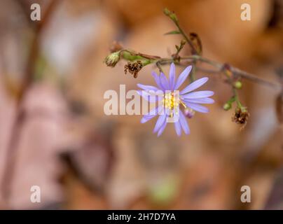 Close-up of a smooth blue aster flower that is still blooming on a cold November morning with blurred autumn leaves in the background. Stock Photo