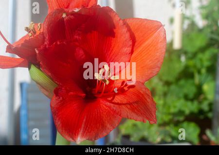 flowering red Hippeastrum flower. (Sometimes called incorrectly, amaryllis) Stock Photo