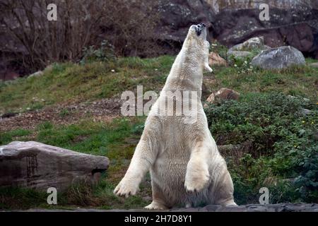 Gelsenkirchen, Deutschland. 15th Nov, 2021. Eisbaer, Polarbaer, Ursus Maritimus, Zoom Erlebniswelt in Gelsenkirchen, November 15, 2021 Credit: dpa/Alamy Live News Stock Photo