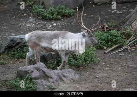 Gelsenkirchen, Deutschland. 15th Nov, 2021. Reindeer, Ren, Rangifer Tarandus, Zoom Erlebniswelt in Gelsenkirchen, November 15, 2021 Credit: dpa/Alamy Live News Stock Photo