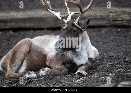 Gelsenkirchen, Deutschland. 15th Nov, 2021. Reindeer, Ren, Rangifer Tarandus, Zoom Erlebniswelt in Gelsenkirchen, November 15, 2021 Credit: dpa/Alamy Live News Stock Photo