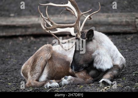 Gelsenkirchen, Deutschland. 15th Nov, 2021. Reindeer, Ren, Rangifer Tarandus, Zoom Erlebniswelt in Gelsenkirchen, November 15, 2021 Credit: dpa/Alamy Live News Stock Photo