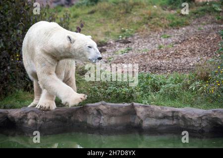 Gelsenkirchen, Deutschland. 15th Nov, 2021. Eisbaer, Polarbaer, Ursus Maritimus, Zoom Erlebniswelt in Gelsenkirchen, November 15, 2021 Credit: dpa/Alamy Live News Stock Photo